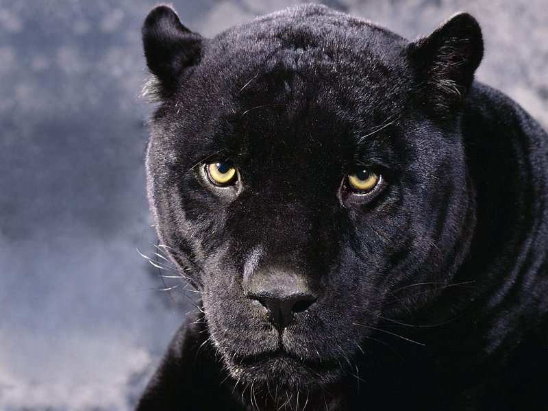 Blackpanther - 16.jpg